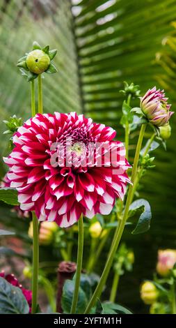 Dahlien sind lebendige, mehrblättrige Blüten, die für ihre auffälligen Farben und einzigartigen Formen bekannt sind. In Mexiko beheimatet. Stockfoto