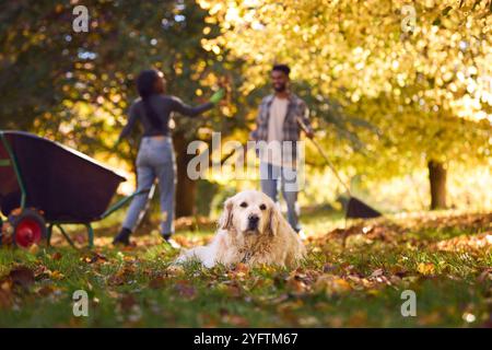 Paare Mit Karren, Die Blätter Im Herbstgarten Zu Hause Harken, Zusammen Mit Haustier Hund Im Vordergrund Stockfoto