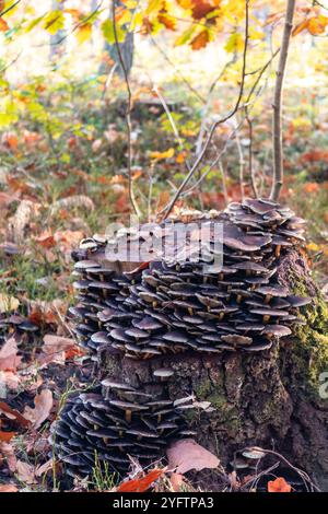 Viele Pilze wachsen im Herbst auf einem Baumstumpf Stockfoto