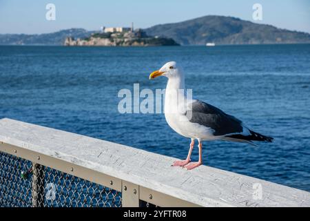 Eine Möwe mit Alcatraz Island im Hintergrund, San Francisco, Kalifornien, USA Stockfoto