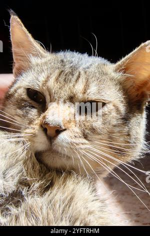 Eine Katze ruht friedlich auf dem Boden in der Nähe eines Käfigs und zeigt ihre Whisker, ihren Schwanz und ihre Schnauze. Die kleine bis mittelgroße Katze sieht aus wie ein Terrestr Stockfoto
