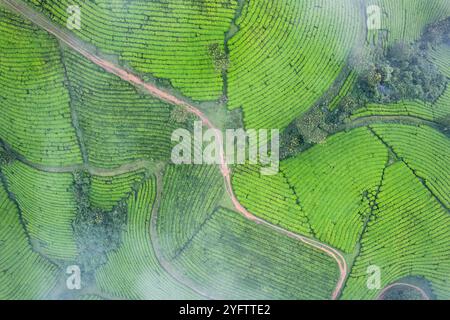 Blick von oben auf den üppigen Long Coc Green Tea Hill auf dem Hochland in Phu Tho, Vietnam Stockfoto