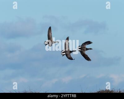 Ringelgans Branta bernicla Drei im Flug, Lymington und Keyhaven Sümpfe, Hampshire und Isle of Wight Wildlife Trust finden, Lymington, Hampshire, Stockfoto