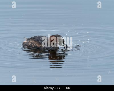 Zwergtaucher Tachybaptus ruficollis mit einem caddis Fliegen Larven, GREYLAKE RSPB Reservat, Somerset Levels und Mauren, England, Großbritannien, Februar 2019 Stockfoto