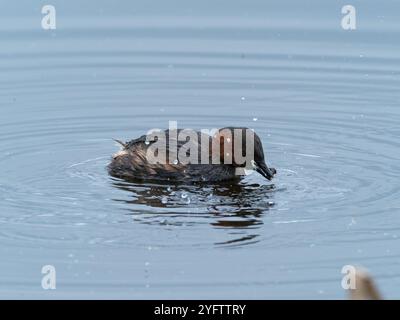 Zwergtaucher Tachybaptus ruficollis mit einem caddis Fliegen Larven, GREYLAKE RSPB Reservat, Somerset Levels und Mauren, England, Großbritannien, Februar 2019 Stockfoto