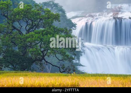 Majestätischer Ban Gioc Wasserfall, der mit einem großen Baum auf einem Reisfeld in Cao Bang, Vietnam, fließt Stockfoto