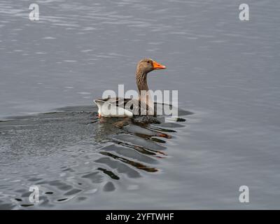 Greylag Gans Anser Swimming on Avielochan, Aviemore, Highland Region, Schottland, Mai 2021 Stockfoto