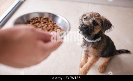 Nahaufnahme Der Weiblichen Eigentümerin, Die Border Terrier Welpen Mit Trockenfutter Zu Hause Füttert Stockfoto