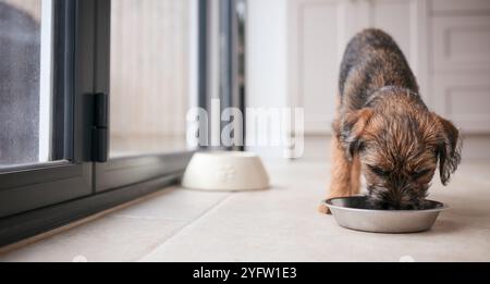Nahaufnahme Von Cute Border Terrier Welpen Essen Aus Dog Bowl Auf Küchenboden Zu Hause Stockfoto