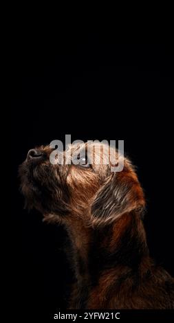 Close Up Studio Porträt Des Border Terrier Hündchens Vor Schwarzem Hintergrund Stockfoto