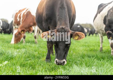 Milchkühe auf einem Feld, die Gras fressen Stockfoto