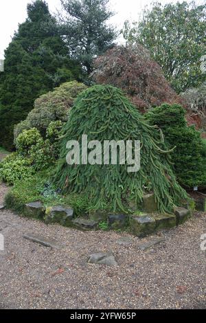 Picea abies inversa Stockfoto