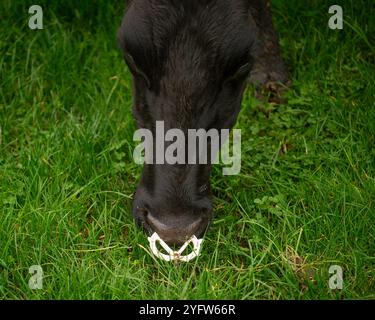 Schwarze Milchkuh, die eine Anti-Saugen-Nasenplatte trägt Stockfoto