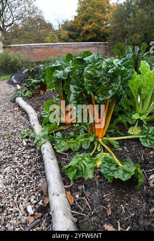 Mangold auf gemauertem Gemüsegrundstück Stockfoto