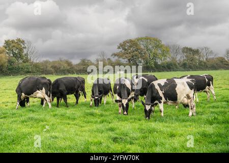 Milchkühe, die auf einem Grasfeld weiden Stockfoto