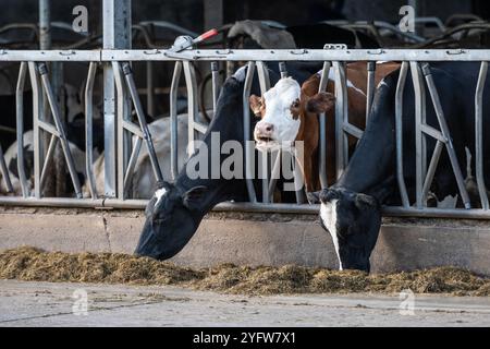 Kühe Nutztiere, die in einem Rinderstall eingeschlossen sind, um Vieh zu halten. Heufutter befindet sich auf dem Boden außerhalb der Bars für Rinder zum Weiden Stockfoto