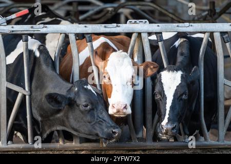 Kühe Nutztiere, die in einem Rinderstall eingeschlossen sind, um Vieh zu halten. Heufutter befindet sich auf dem Boden außerhalb der Bars für Rinder zum Weiden Stockfoto