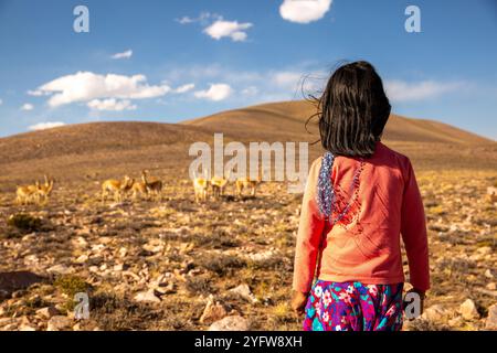 Ein junges Mädchen beobachtet an einem klaren, sonnigen Tag eine Gruppe wilder vicuñas in der weiten Atacama-Wüste in Chile auf 4.000 Metern über dem Meeresspiegel Stockfoto