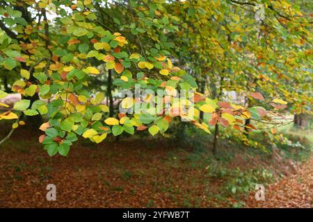 Buche im Herbst Stockfoto