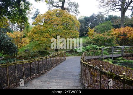 Schilfbeet und Weidenzaun im Herbst Stockfoto