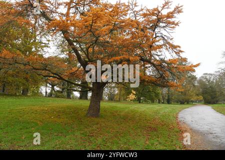 Pseudolarix amabalis Stockfoto