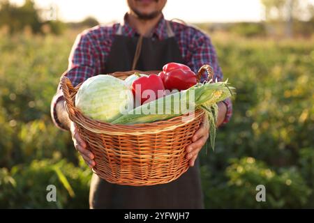 Erntesaison. Bauer mit Korb mit frischem Gemüse auf dem Feld an sonnigem Tag, Nahaufnahme Stockfoto