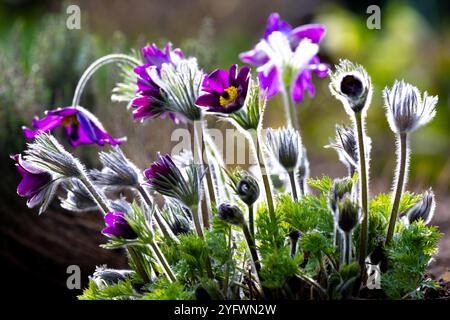 Eine Gruppe violetter Pasqueflower (Pulsatilla) mit Knospen und Blüten im Hintergrund Stockfoto