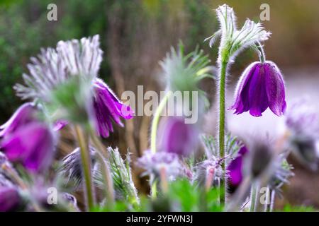 Eine Gruppe violetter Pasqueflower (Pulsatilla) mit Knospen und Blüten im Hintergrund Stockfoto