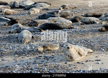 Die großen Augen einer grauen Robbe, die am Strand von Horsey Point an der Küste von Norfolk liegt. Liegen unter anderen schlafenden adulten Robben. Stockfoto