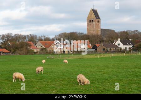 Ländliches Dorf Hollum auf der niederländischen Insel Ameland, Schafe im Vordergrund kniend während des Weidens, möglicherweise Folge von Fußtrott Stockfoto