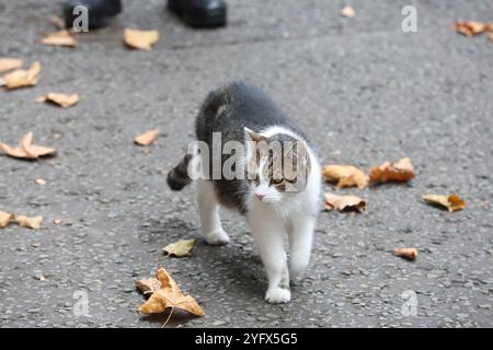 London, Großbritannien. November 2024. LONDON, VEREINIGTES KÖNIGREICH 05. NOVEMBER 2024: Larry the Cat, Chief Mouser, zum Kabinettbüro in 10 Downing Street für die wöchentliche Kabinettssitzung in London, Vereinigtes Königreich am 05. November 2024.CAP/GOL © GOL/Capital Pictures Credit: Capital Pictures/Alamy Live News Stockfoto