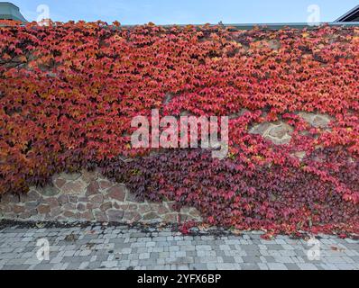 Wilde Trauben klettern an der Mauer entlang. Anlagenhintergrund. Rote und grüne Blätter Stockfoto