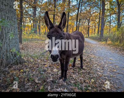 Nahaufnahme eines einsamen kleinen braunen Esels, der friedlich auf dem Gras in einem Herbstabendpark weidet Stockfoto