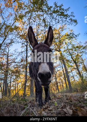 Nahaufnahme eines einsamen kleinen braunen Esels, der friedlich auf dem Gras in einem Herbstabendpark weidet Stockfoto