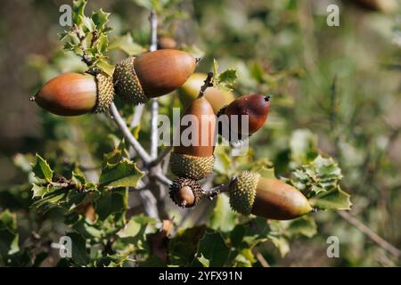 Gruppe reifer Eicheln am Eichenstrauch Quercus coccifera, Alcoy, Spanien Stockfoto