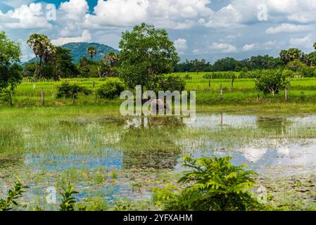 Ein Wasserbüffel, der auf einem Feld in der Landschaft von Kampot weidet Stockfoto