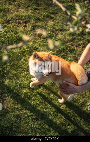 Die Person (nur ein Foto) fängt Shiba inu Hund im Hinterhof Stockfoto