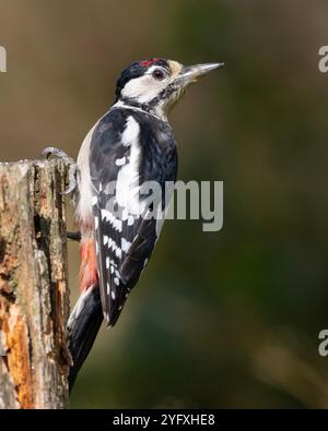 Jungspecht (Dendrocopus Major) auf einer Silberbirke im Peak District NP. Stockfoto