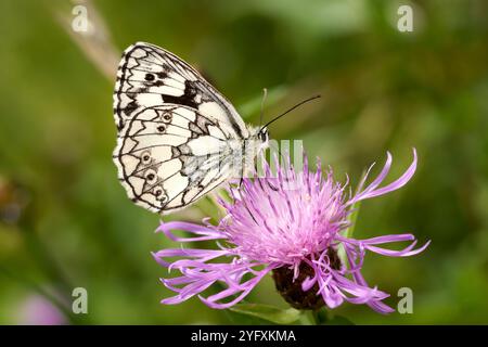 Marmorierter weißer Schmetterling (Melanargia galathea) auf einem lila braunen Knapweed Stockfoto