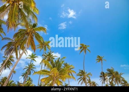 Blick von unten auf tropische Palmen auf San Andres Island, Kolumbien Stockfoto