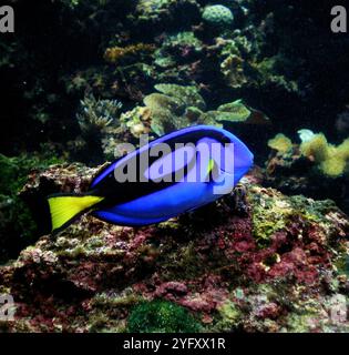 Paracanthurus hepatus ist eine Art indopazifischer Chirurgenfische. Auch bekannt als königlicher Tang, Palette Chirurgenfisch, blauer Tang, royaler blauer Tang, Nilpferd Tang, Stockfoto