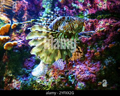 Löwenfisch Pterois. Pterois ist eine Gattung giftiger Meeresfische, die im Indo-Pazifik beheimatet sind. Stockfoto