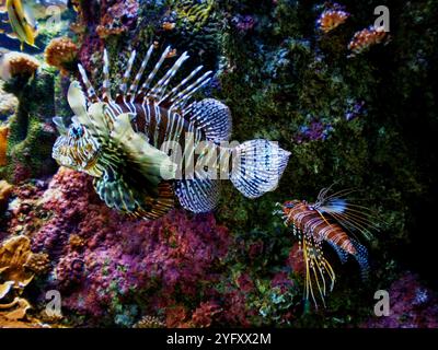 Löwenfisch Pterois. Pterois ist eine Gattung giftiger Meeresfische, die im Indo-Pazifik beheimatet sind. Stockfoto