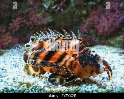 Löwenfisch Pterois. Pterois ist eine Gattung giftiger Meeresfische, die im Indo-Pazifik beheimatet sind. Stockfoto