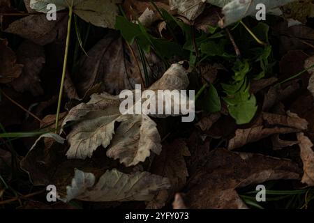 Blätter, die sich in verschiedenen verblassungszuständen befinden, von frischem Grün bis zu tiefem Rost, verstreuen den Boden in einer Feier des Herbstzyklus Stockfoto