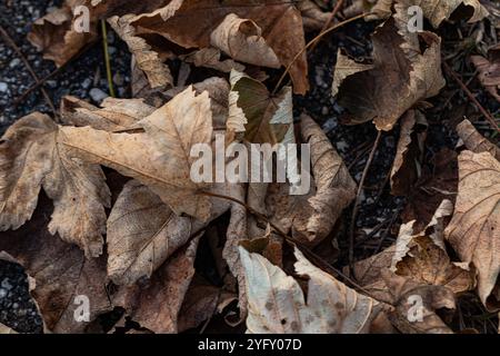 Blätter, die sich in verschiedenen verblassungszuständen befinden, von frischem Grün bis zu tiefem Rost, verstreuen den Boden in einer Feier des Herbstzyklus Stockfoto