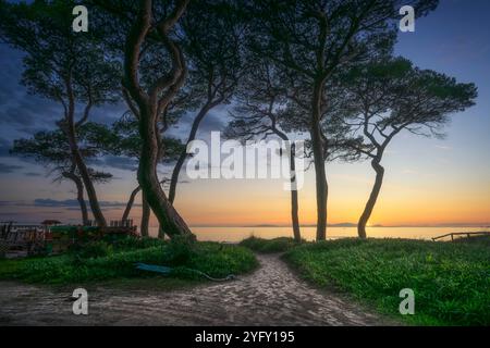 Pfad zum Meer und den Kiefern bei Sonnenuntergang am Strand von Follonica. Sonnenuntergang hinter der Insel Elba. Provinz Grosseto, toskanische Region, Ita Stockfoto