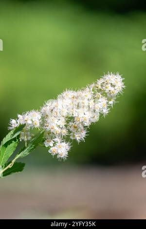 Nahaufnahme von blühenden weißen Mädesüßen (spiraea alba) Blüten Stockfoto