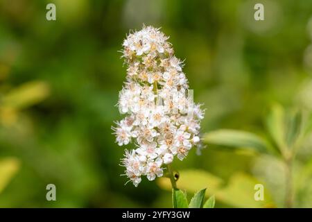 Nahaufnahme von blühenden weißen Mädesüßen (spiraea alba) Blüten Stockfoto