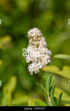 Nahaufnahme von blühenden weißen Mädesüßen (spiraea alba) Blüten Stockfoto